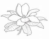 Magnolia Flower Coloring Drawing Outline Pages Flowers Tree Tattoo State Drawings Template Kids Printable Templates Line Applique Sketch Clipart Preschool sketch template