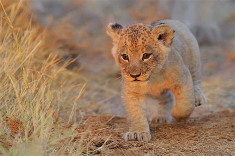 lion cub phone wallpaper technology