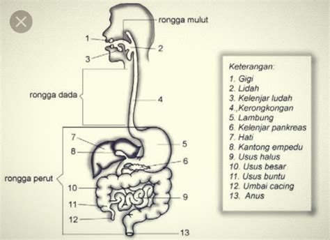 sistem ekskresi  manusia organ  fungsinya gamb vrogueco