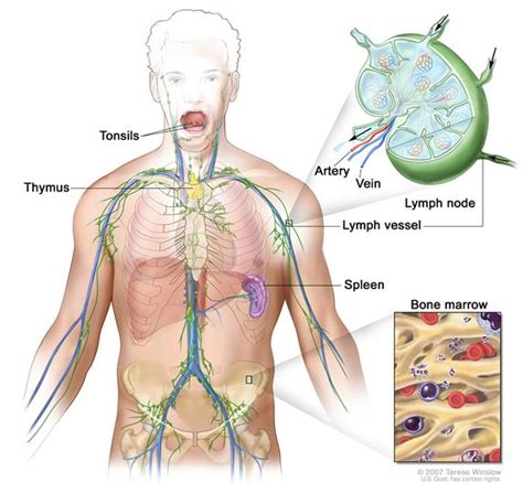 definition  lymph node nci dictionary  cancer terms national