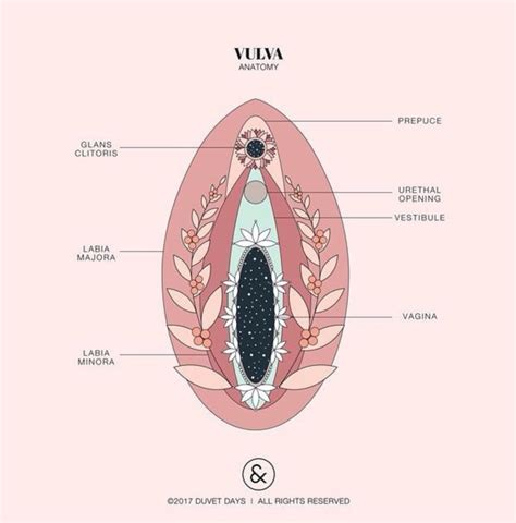 virgin vagina vs nonvirgin porn tube
