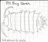 Bug Pill Drawing Getdrawings sketch template