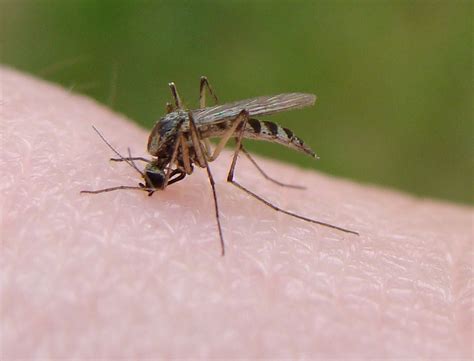 filemosquito bite  flickrjpg wikimedia commons