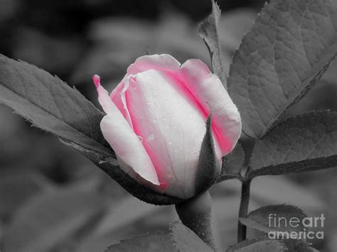 pink rose on black and white photograph by chad and stacey hall fine