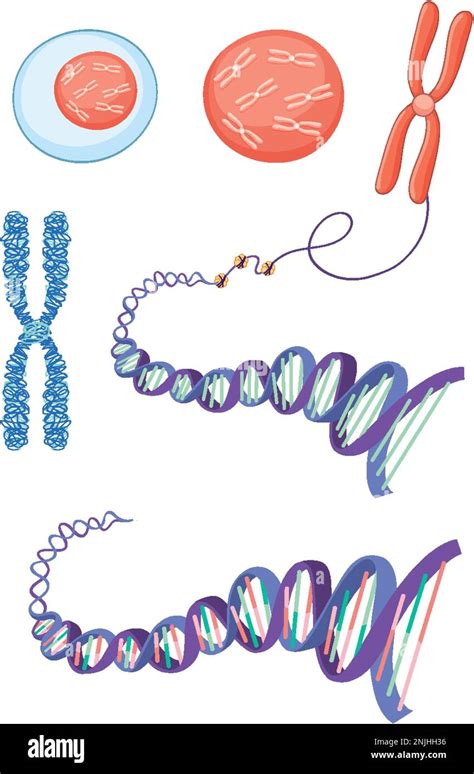 Cell Structure Chromosome Histone And Dna Illustration Stock Vector