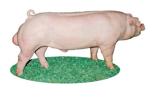 top  major swine breeds pork checkoff