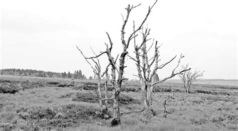 Free Picture Hill Monochrome Nature Tree Landscape Dry Plant