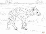 Coloring Hyena Pages Spotted Savannah Printable Laughing Drawing Popular sketch template