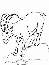 Goat Goats Climb Climbing Colorluna Mammals sketch template