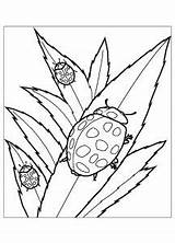 Coloring Pages Insects Bug Ladybug Lady Kids Leaves Realistic Cute Printable Print Children Eating Color Cliparts Clipart Flying Beautiful Animal sketch template