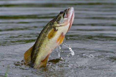Largemouth Bass Everything You Need To Know