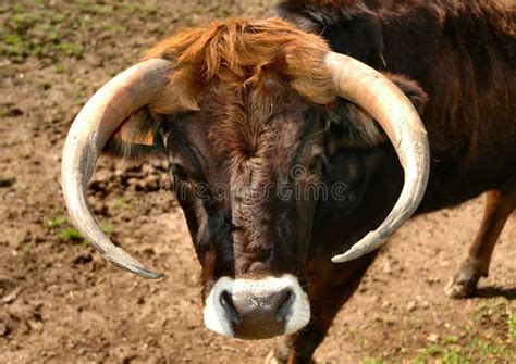 ox head stock   royalty  stock