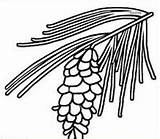 Clipart Tassels Maine Flower State Cliparts Tassel Library Coloring sketch template