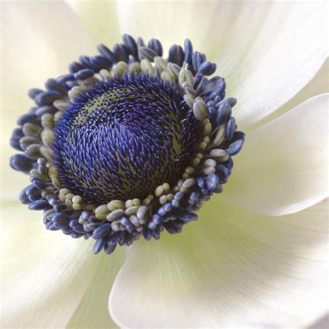 white anemone  swilliams ephotozine