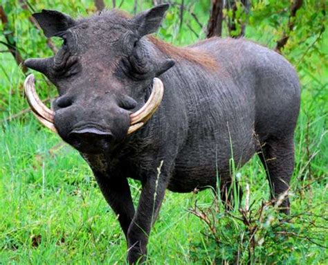 images kruger national park south africa warthog