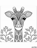 Girafe Giraffe Coloriage Adulte Giraffes Giraffen Zentangle Imprimer Jirafas Tete Erwachsene Feuilles Adulti Malbuch Kolorowanki Justcolor Girafes Coloriages Kolorowanka Tête sketch template