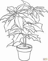 Poinsettia Coloring Pages Christmas Flower Printable Color Print Kids Colouring Clipart Printables Drawing Preschool Pot Silhouettes sketch template