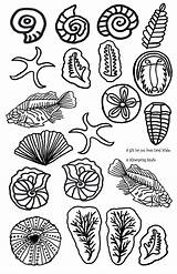 Fossil Fossils Drawing Getdrawings sketch template