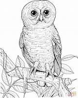 Coloring Owl Spotted Pages sketch template