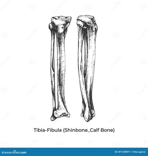 tibiafibula shinbonecalf