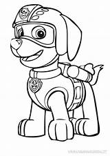 Zuma Coloring Canina Colorear Patrulla sketch template