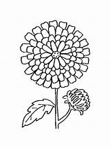 Marigold Chrysanthemum Colouring Marigolds Riddles sketch template