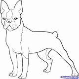 Terrier Boston Coloring Pages French Bulldog Drawing Dog Printable Cairn Color Draw Dogs Print West Clipart Puppy Terriers Highland Airedale sketch template