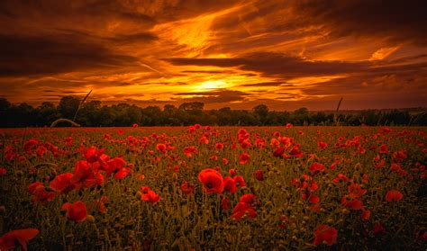 Wallpaper Plant Clear England Beautiful Poppies Close Pollen