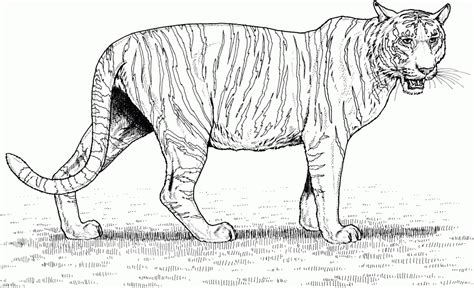 tiger coloring pages realistic animal printables  adults