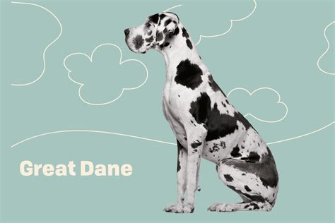 great dane dog types peacecommissionkdsggovng