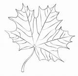 Maple Leaf Coloring Pages Drawing Fall Printable Draw Feuille Dessin Step Supercoloring Kids Print Tutorials Arbre Realistic érable Pencil Coloriage sketch template