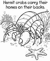 Hermit Crab Coloring Pages Printable Grade Eric 5th Carle House Crabs Kids Colouring Starfish Georgia Bulldogs Sheets Color Animal Ocean sketch template