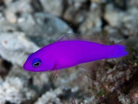 saltwater fish  beginners  pictures
