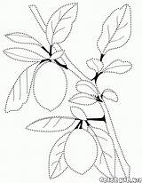 Lemon Colorkid Coloring sketch template