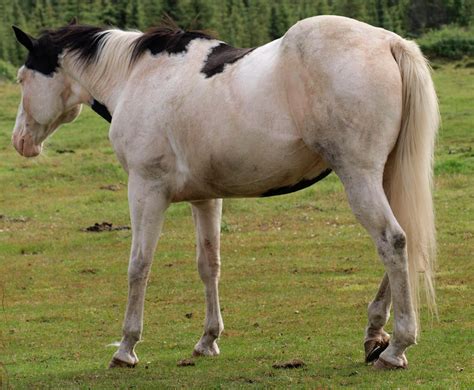 tobiano horse   eltear stock  deviantart