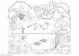 Pond Coloring Animals Pages Life Plants Printable Kids Color Print sketch template