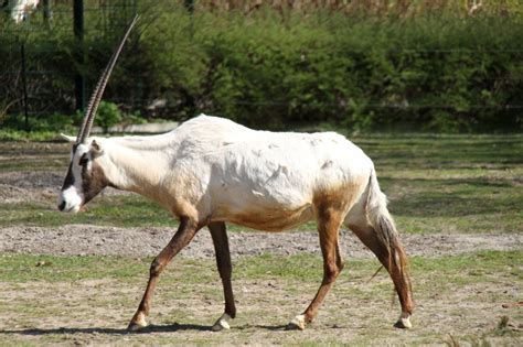 arabische oryx oryx leucoryx im tierpark berlin tier fotoseu