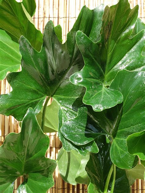 giant split leaf phil plant philodendron selloum real tropicals