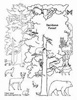 Forest Coloring Deciduous Pages Rainforest Animals Drawing Tundra Biome Printable Habitat Tropical Ecosystem Clipart Trees Color Draw Biomes Arctic Animal sketch template