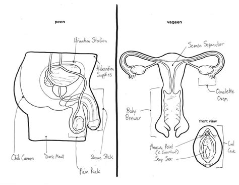 Male And Female Reproductive Systems Harder To Label For Some Than Others