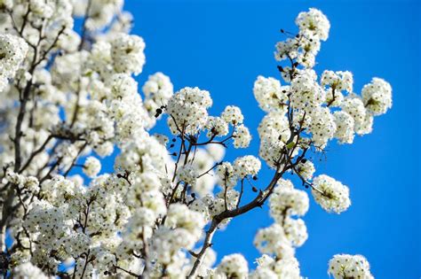 white flowering tree  smells bad   solutions