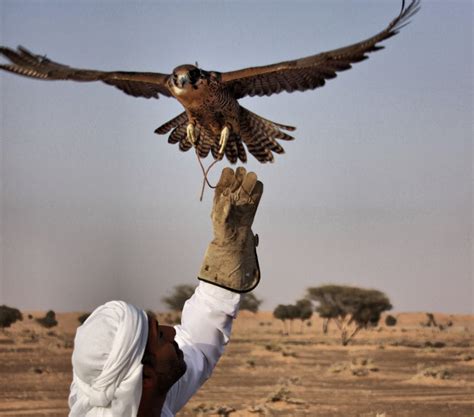 abu dhabi falconers  drones  train  birds popular science
