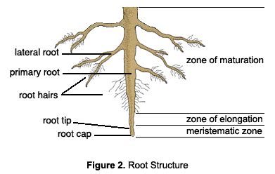 diagram  plant roots plant  region    tip