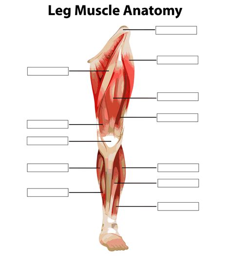 printable worksheets muscle anatomy     printablee