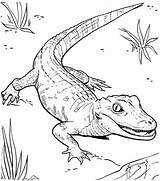 Coloring Caiman Pages Crocodile Small Alligator Designlooter Drawings Getdrawings sketch template