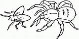 Spider Spinne Insectos Ausmalbilder Ausmalbild Spiders Fliege Jagt Anansi Charlotte Ausdrucken Spinnen Coloringhome Aranhas Ragno Colorare sketch template