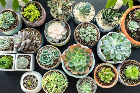 tips  watering succulents  homes  gardens