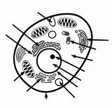 Plant Unlabeled Biologie Nucleus Labels Ausmalbilder Kidcourses Lable Eukaryotic Reticulum Endoplasmic Membranes Labeling Handout Clipartmag Thinglink sketch template