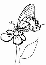 Schmetterling Blume Ausmalbilder Malvorlage sketch template