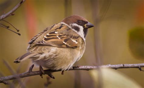 eurasian tree sparrow audubon field guide